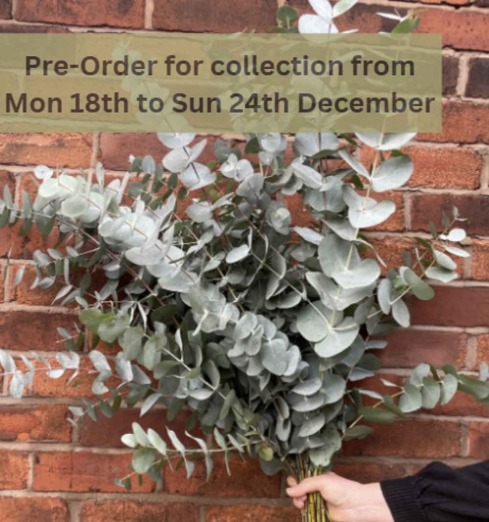 Eucalyptus Bundle | Click & Collect Only