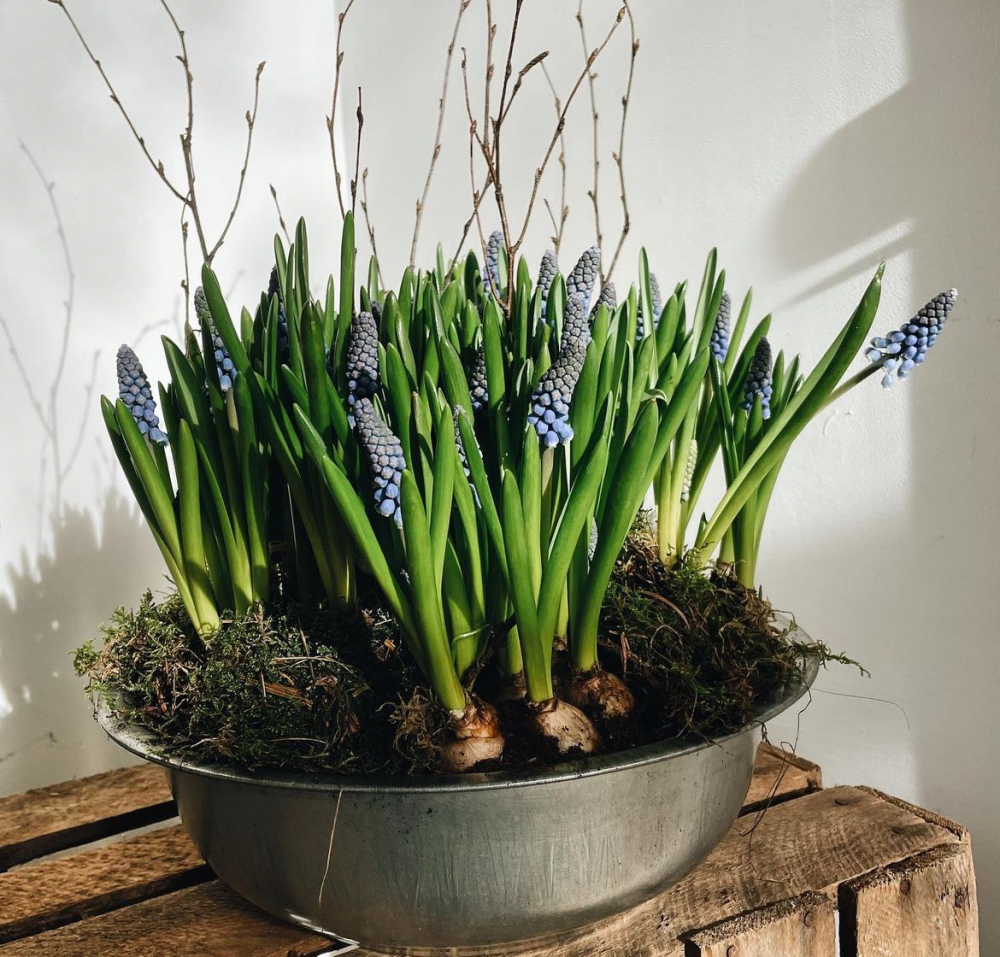 Spring Bulb Planter